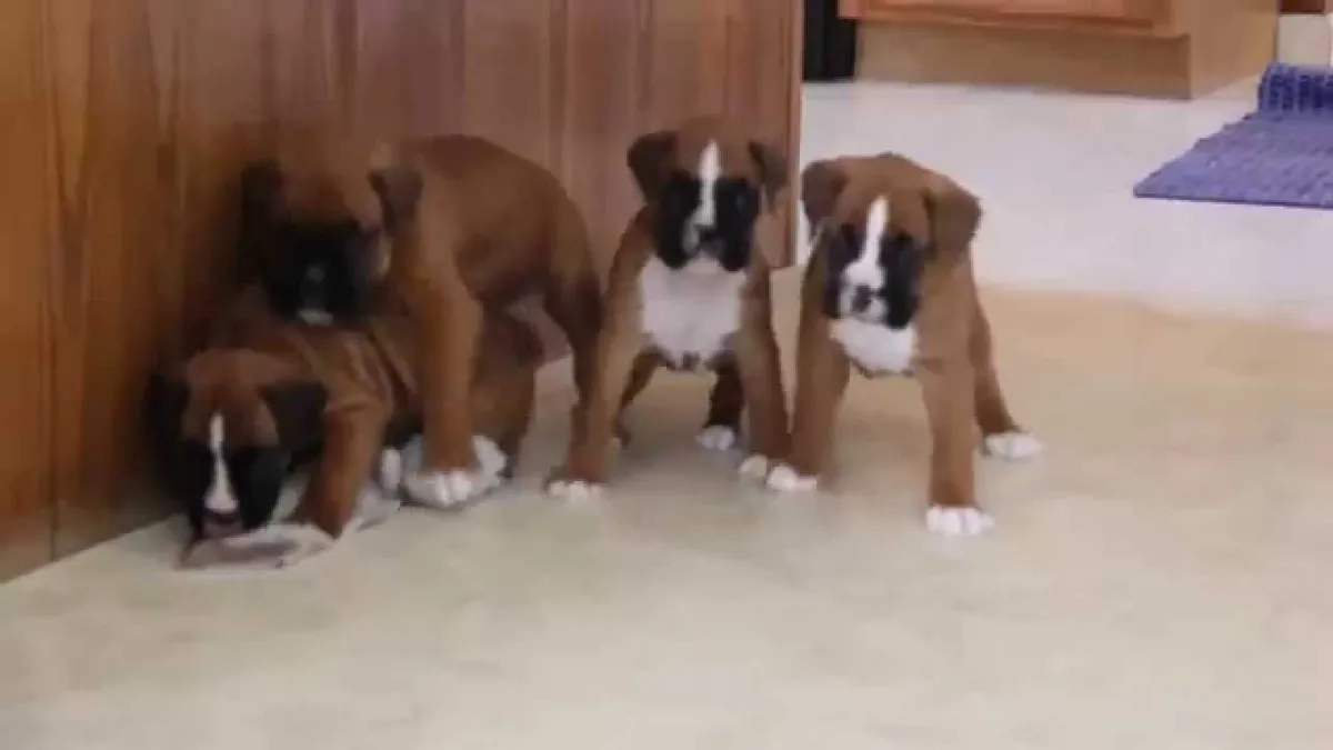 Christmas Boxer Puppies Ready