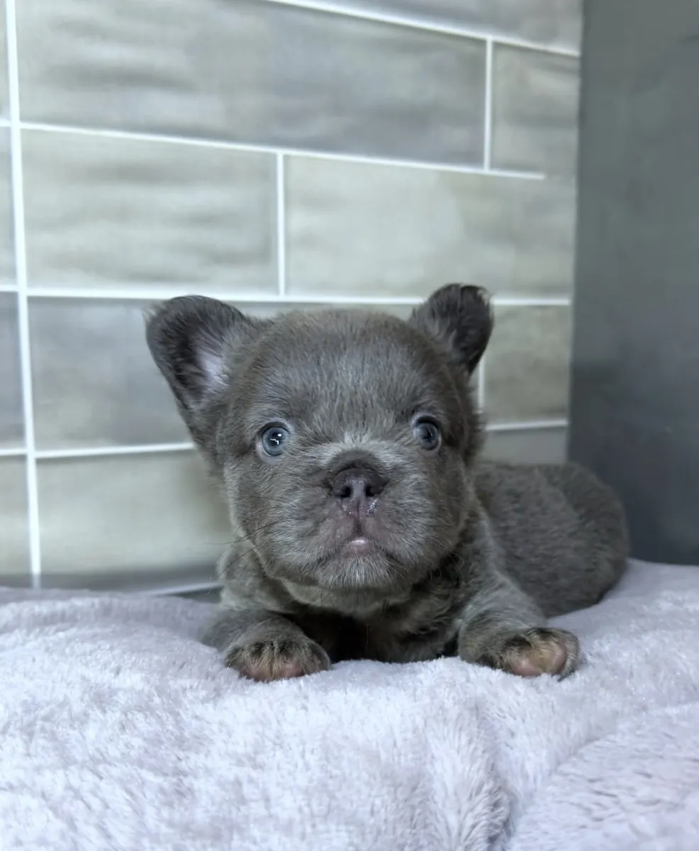 健康的蓝色法国斗牛犬幼犬