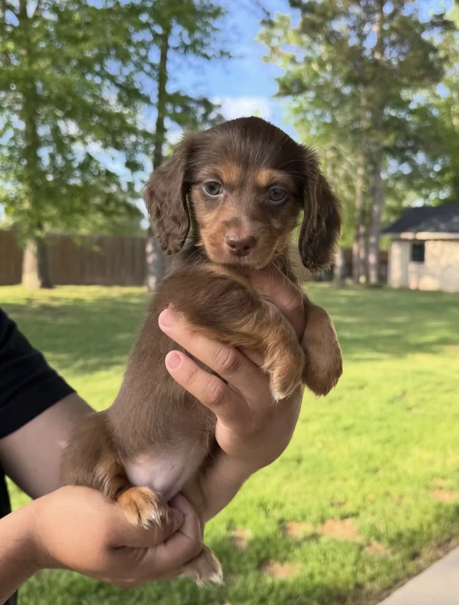训练好的腊肠犬幼犬，准备好去新家了。
