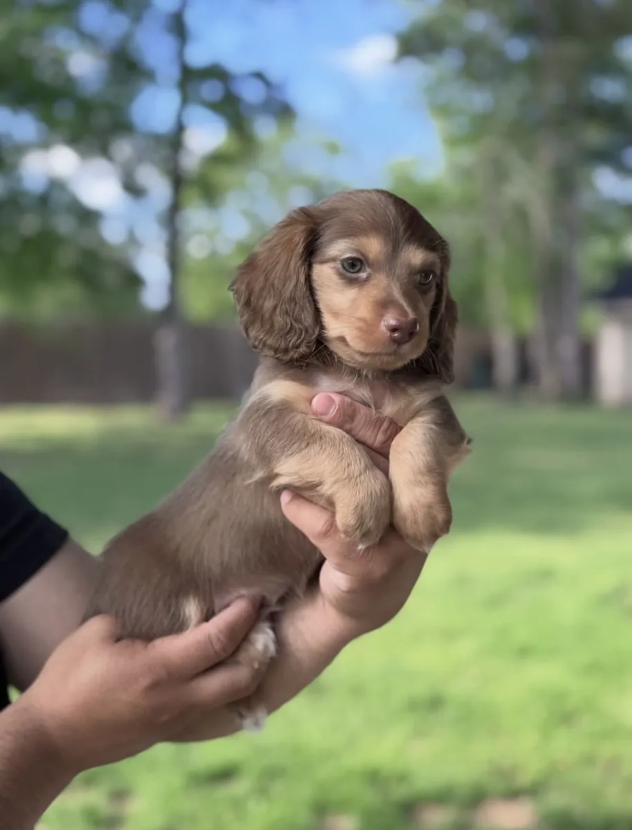 训练好的腊肠犬幼犬，准备好去新家了。