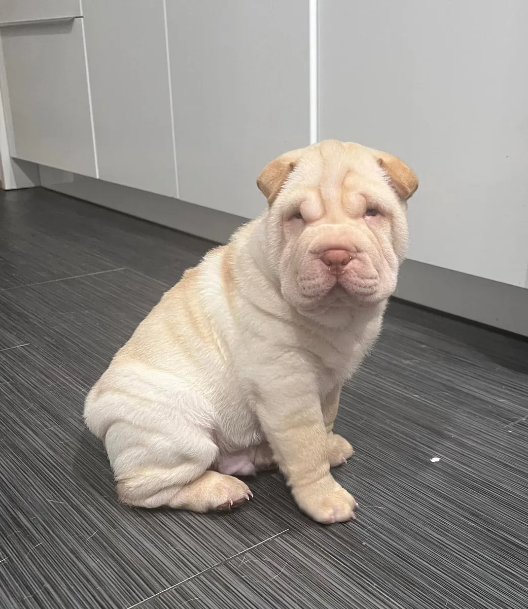 柔软的中国沙皮狗幼犬准备好出发