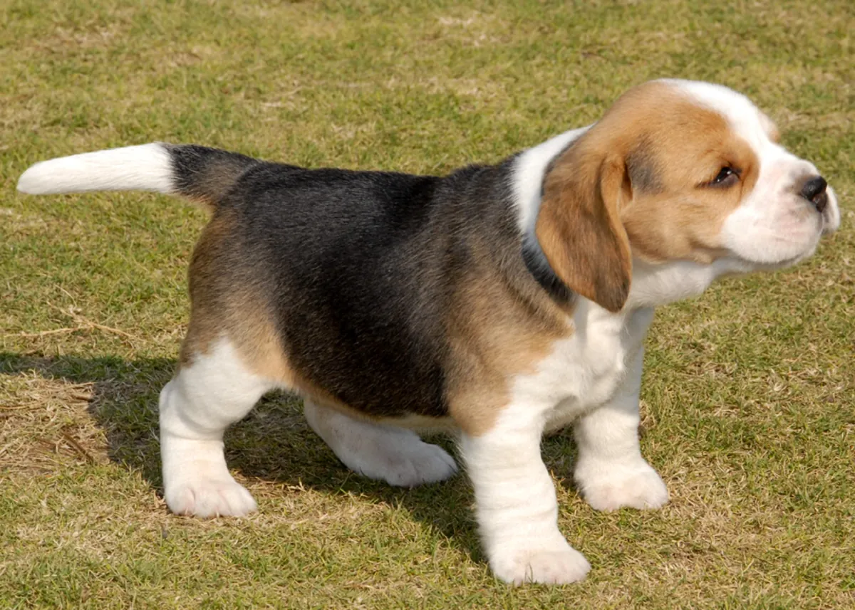 lovely beagle puppies ready for adoption