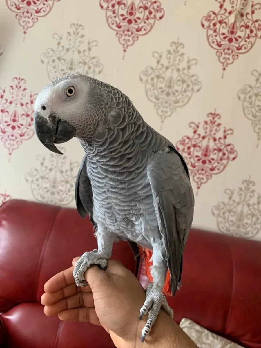 Pair of Talking African Grey Parrots