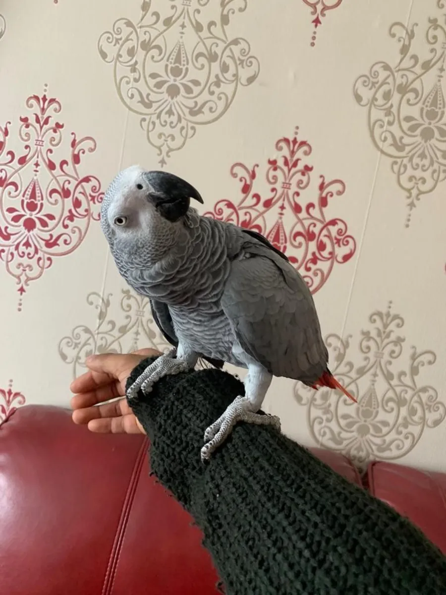 Pair of Talking African Grey Parrots