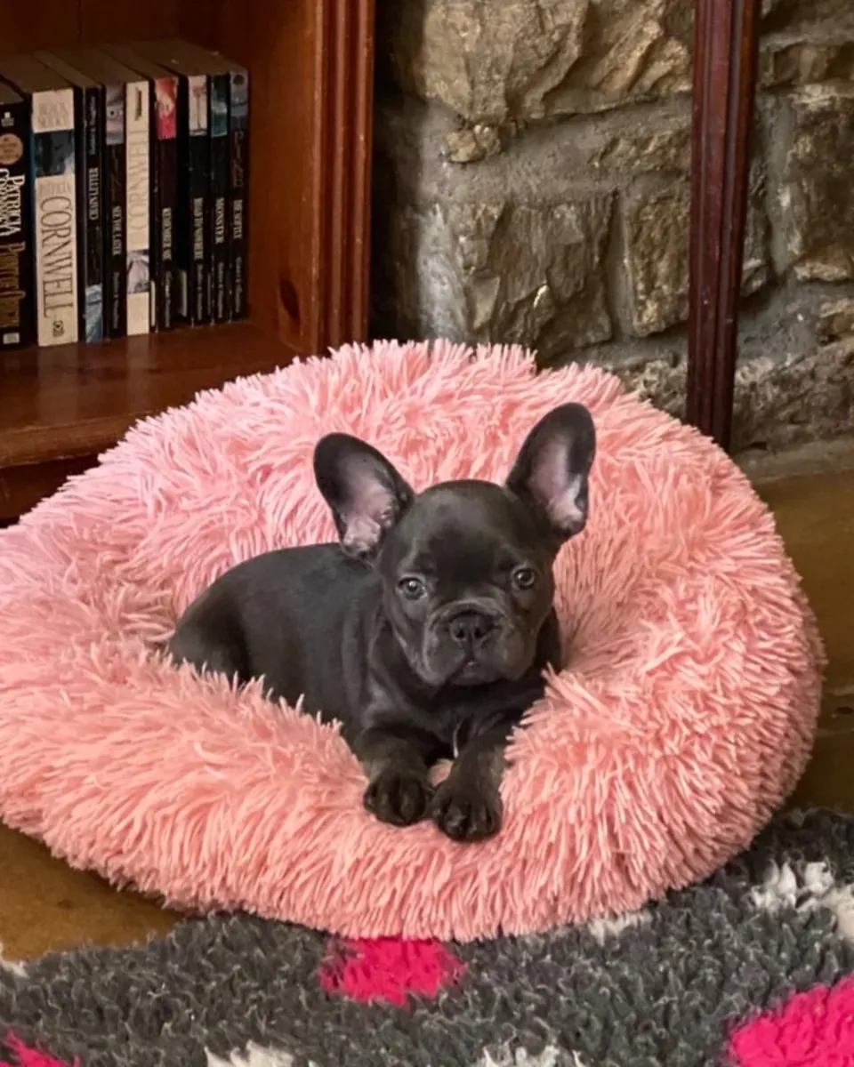 French Bulldog Puppies For Adoption 