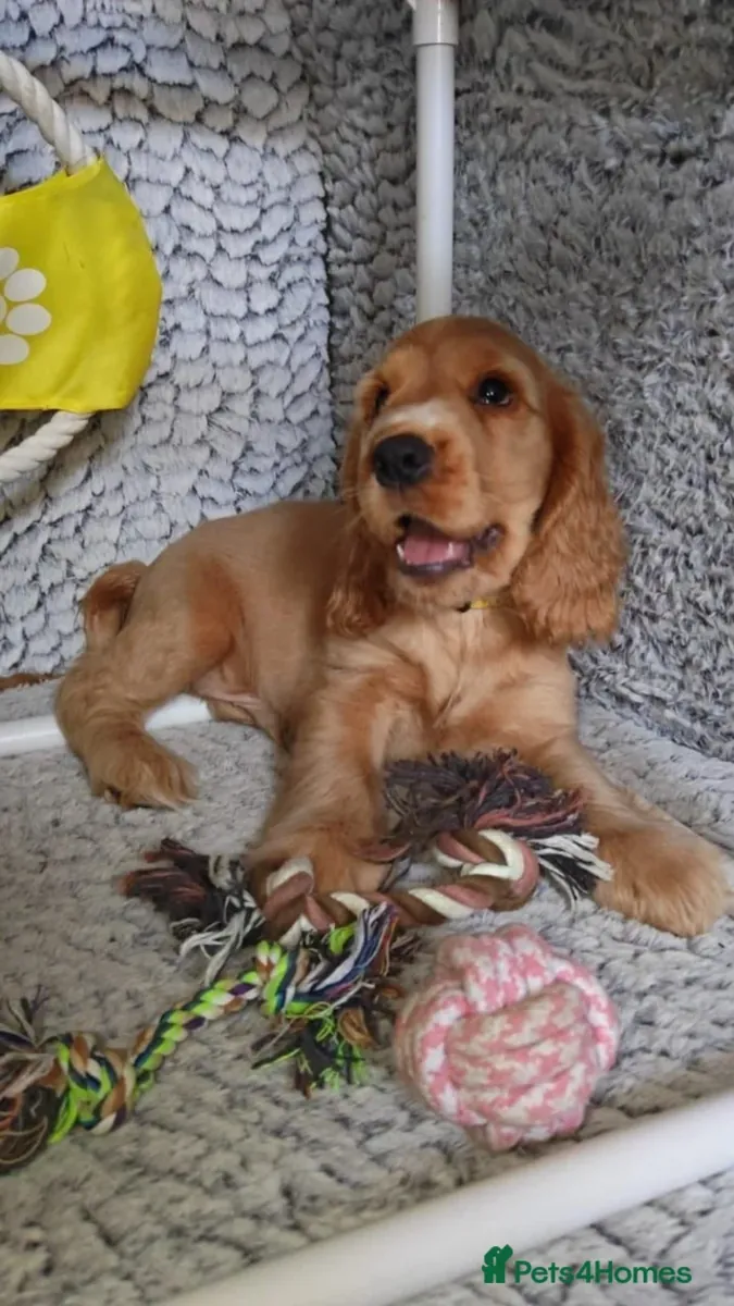 Cocker Spaniel Puppy For Adoption 