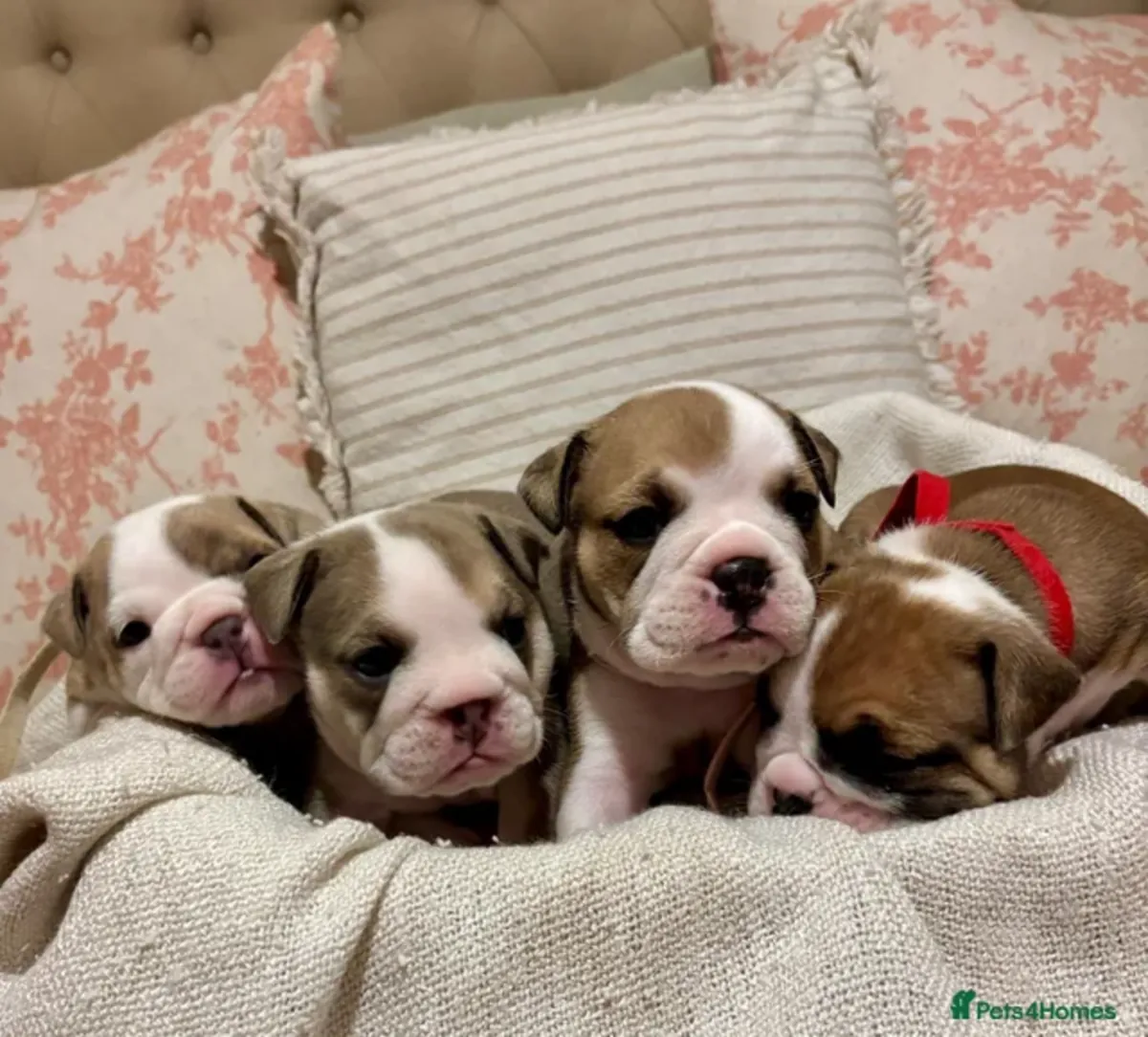 Cachorros Bulldog en Adopción