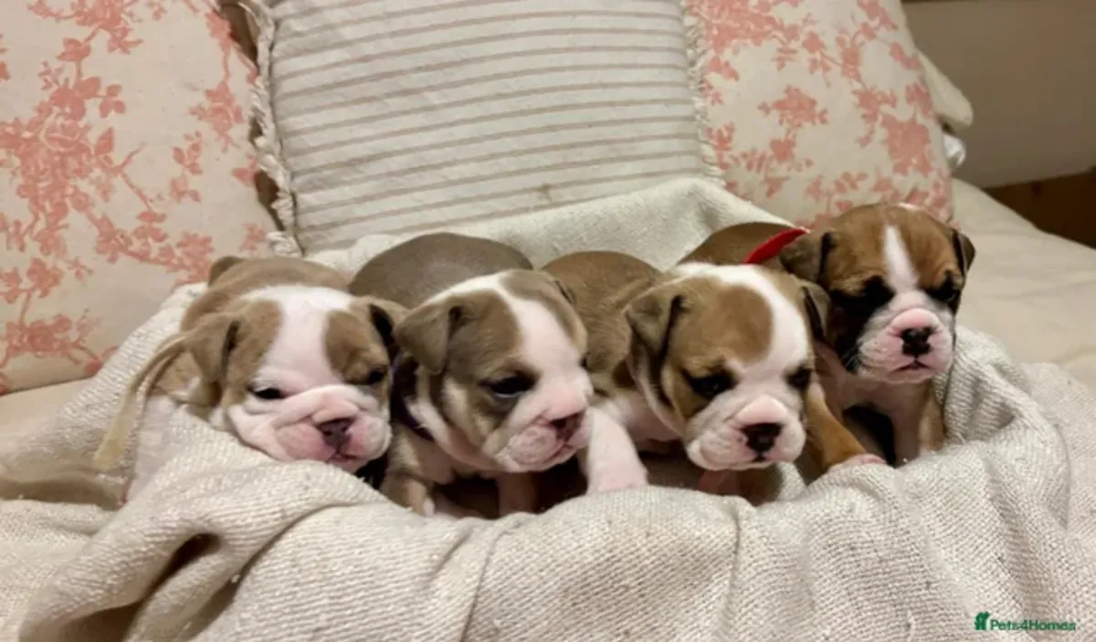 Cachorros Bulldog en Adopción