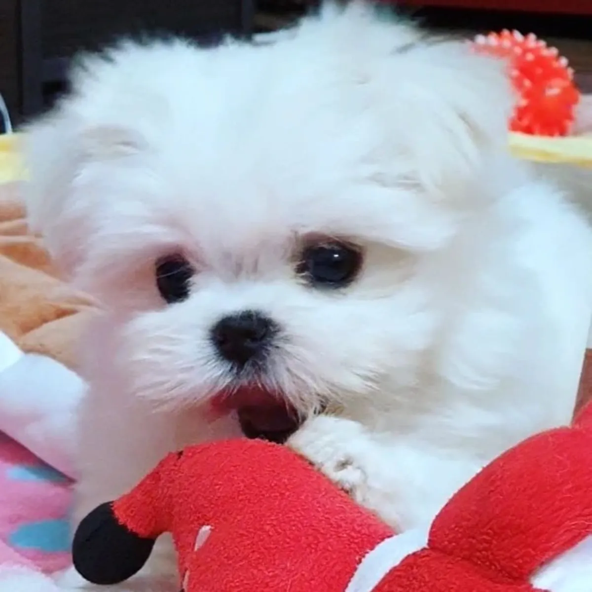 Chiots Bichon Maltais de Pure Race