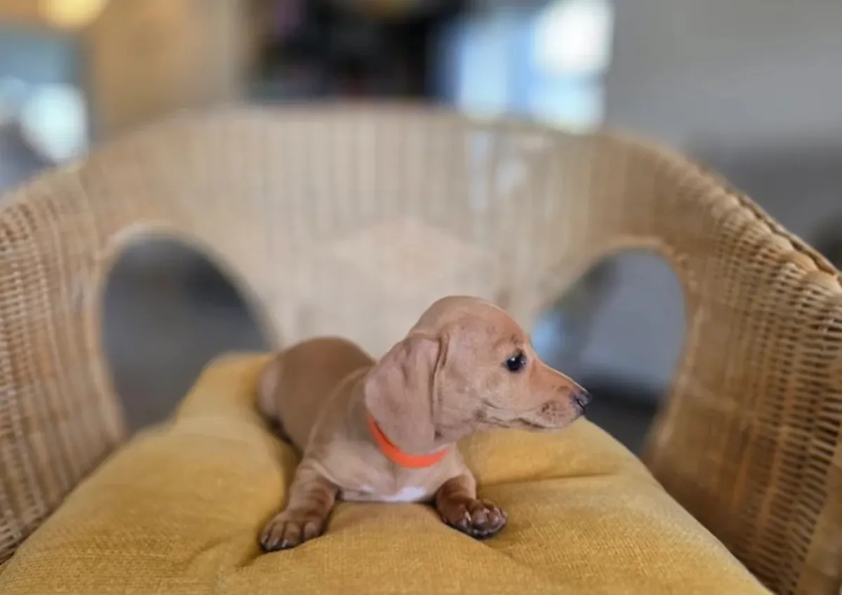 待领养的腊肠犬幼犬