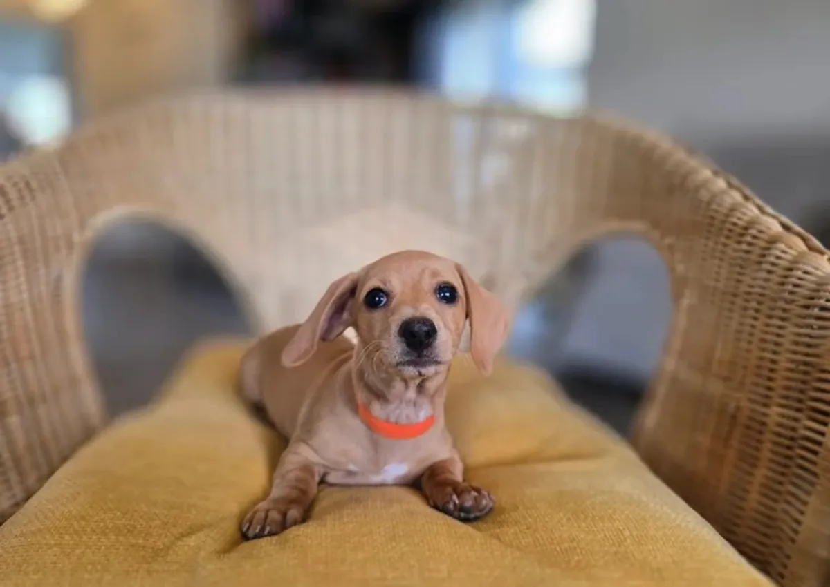 待领养的腊肠犬幼犬