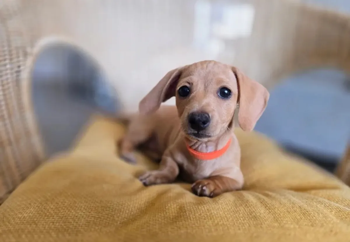 待领养的腊肠犬幼犬