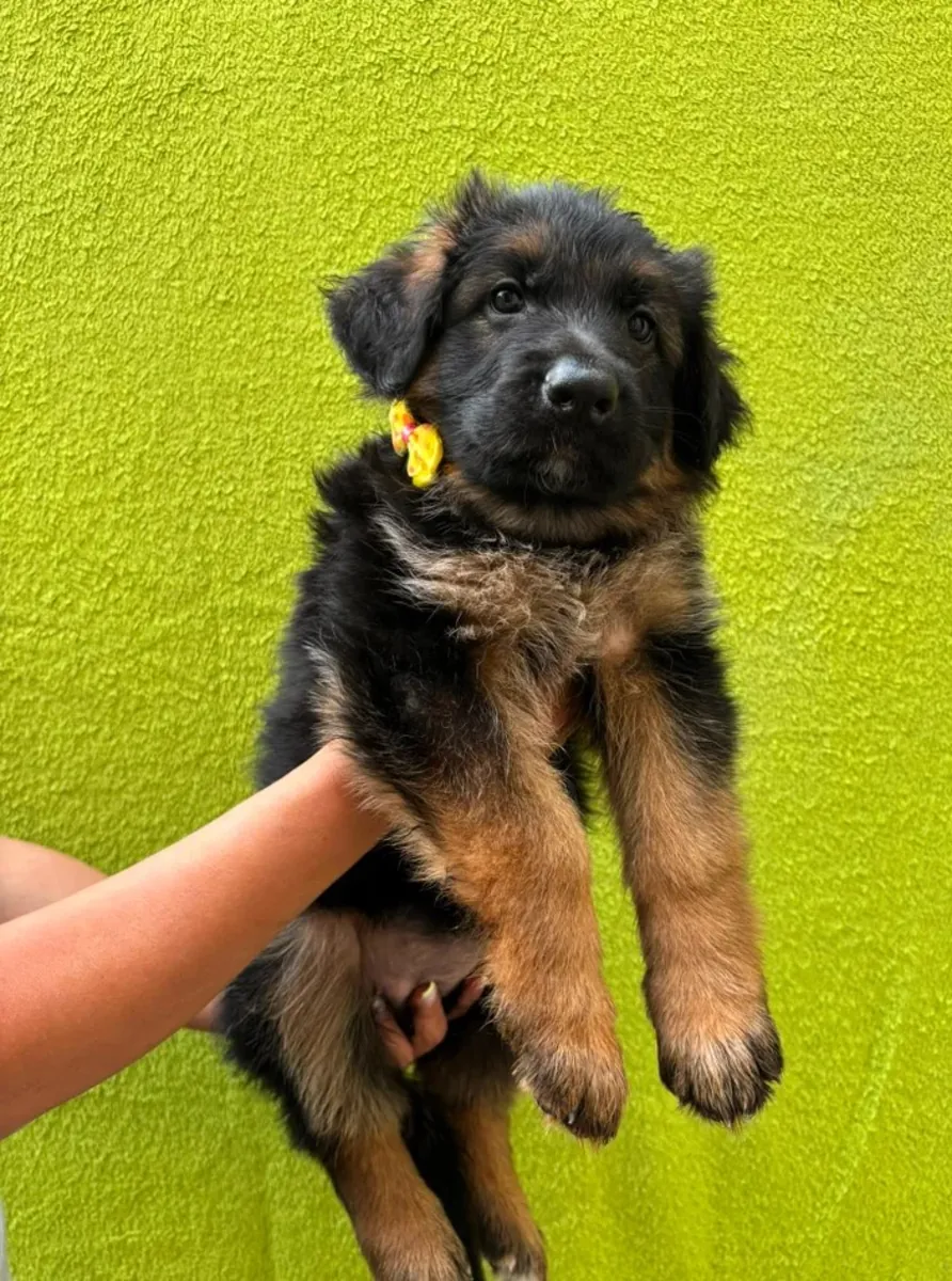 德国牧羊犬幼犬待领养