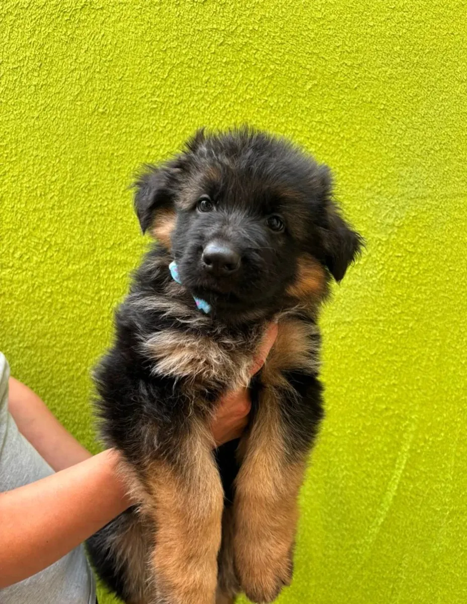 德国牧羊犬幼犬待领养