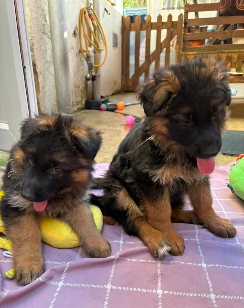 德国牧羊犬幼犬待领养