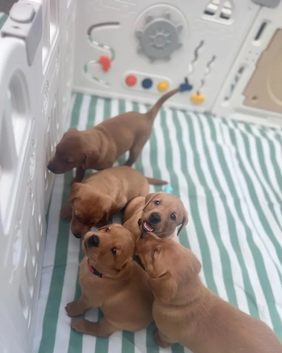 Şirin Labrador retriever yavruları