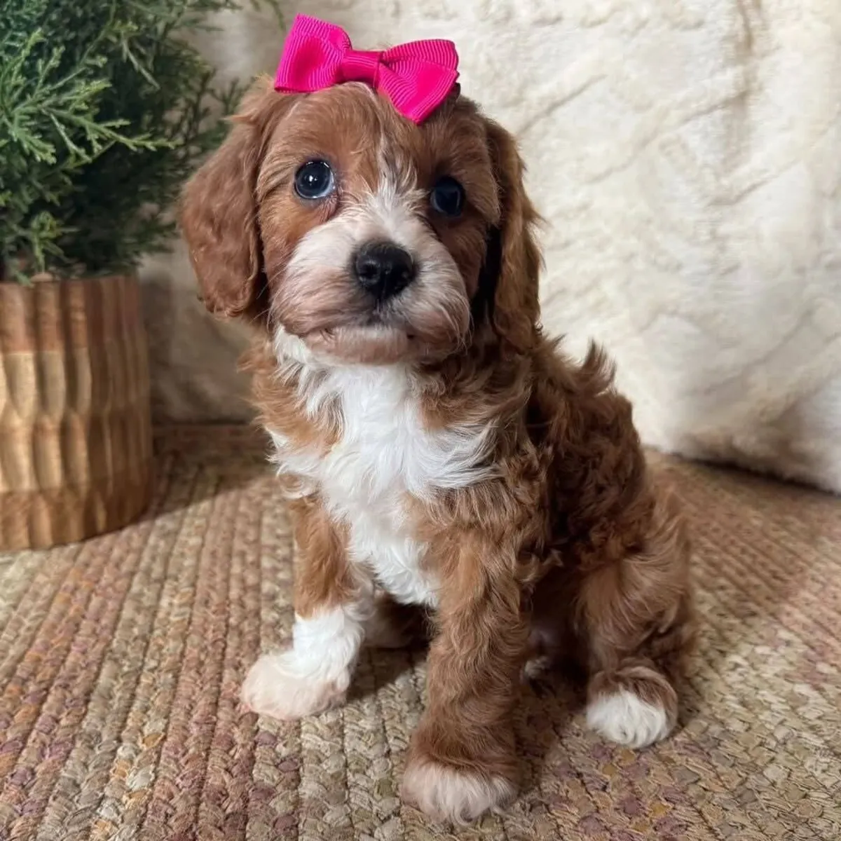 MALTİPOO CİNSİ YAVRULAR EV ÜRETİMİ 