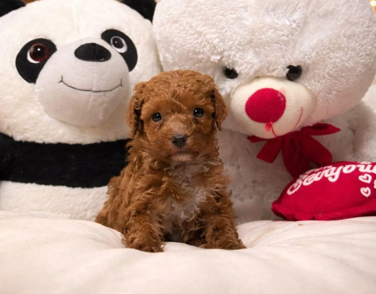 Щенки той-пуделя