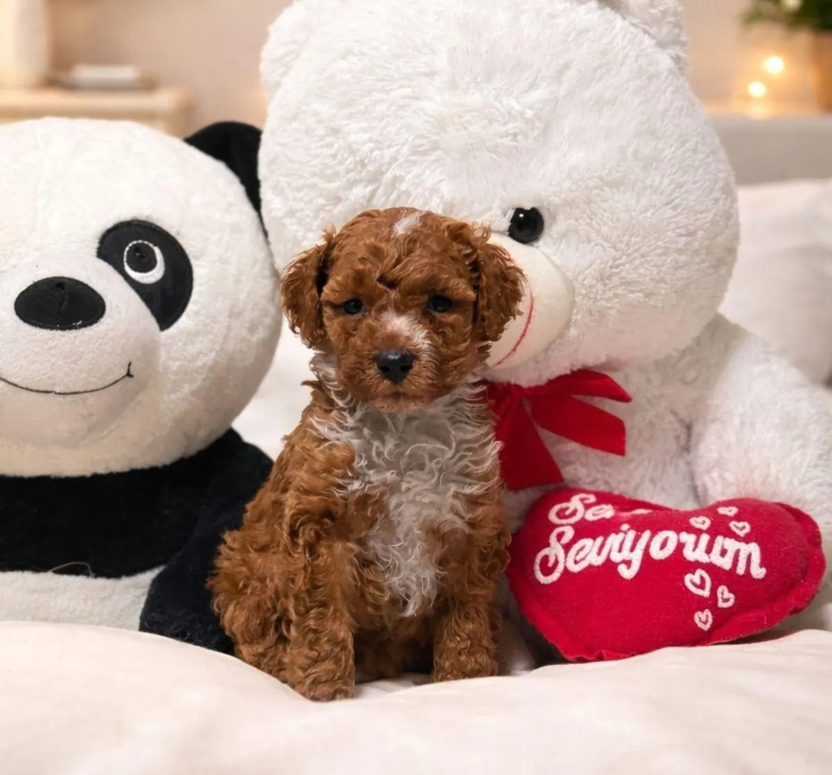 Щенки той-пуделя