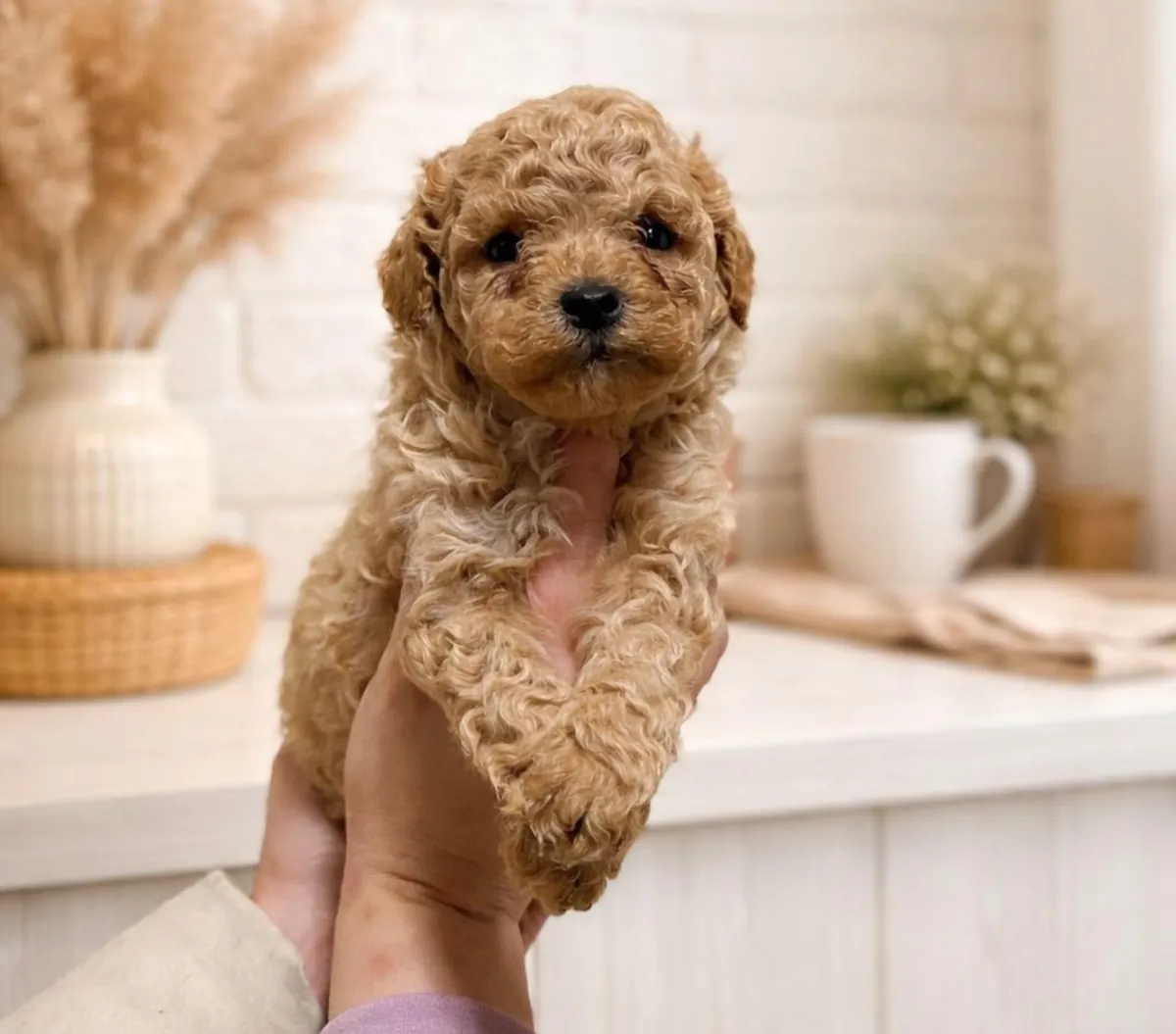 Щенки той-пуделя