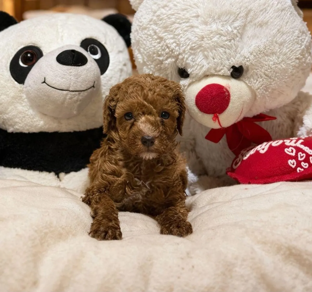 Щенки той-пуделя