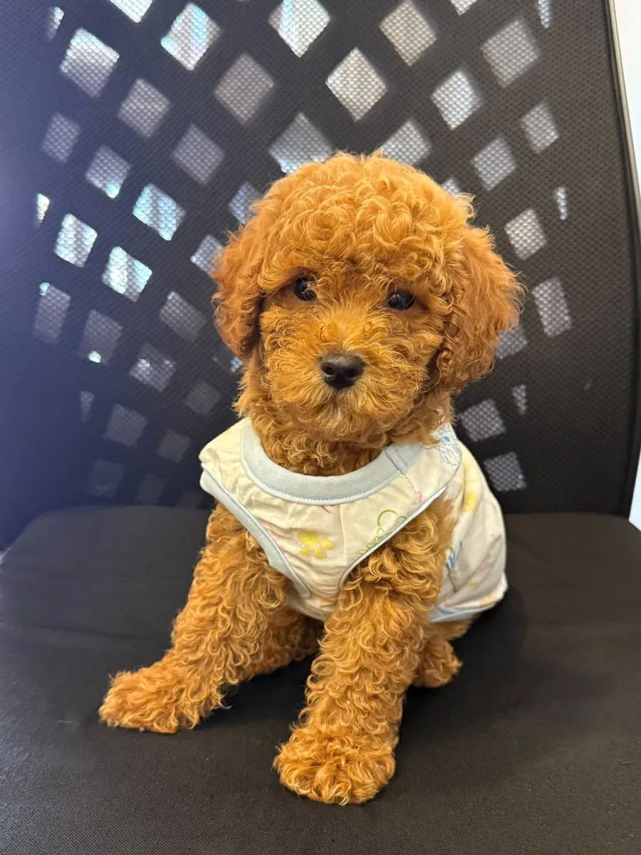 CHIOTS MALTIPOO À LA ROUGE CAFÉ