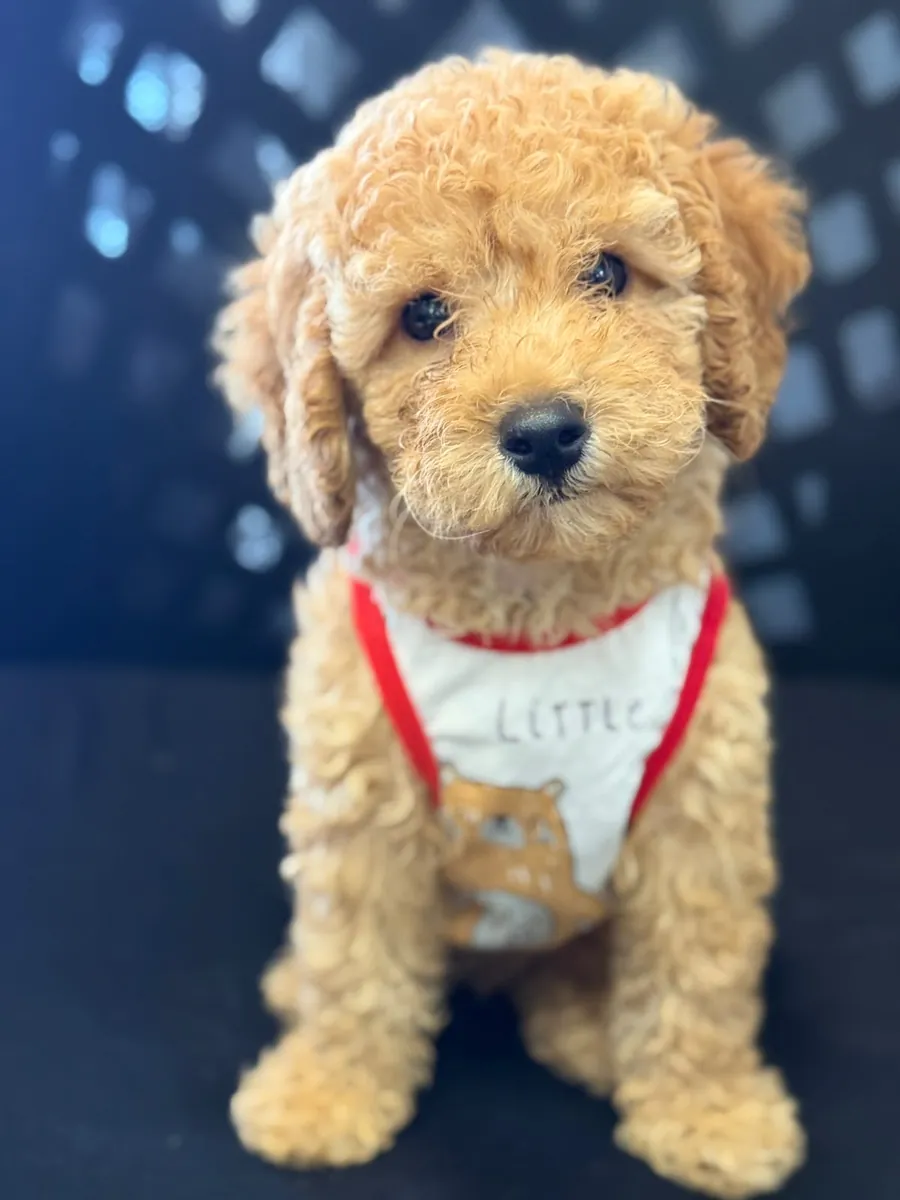 CHIOTS MALTIPOO À LA ROUGE CAFÉ