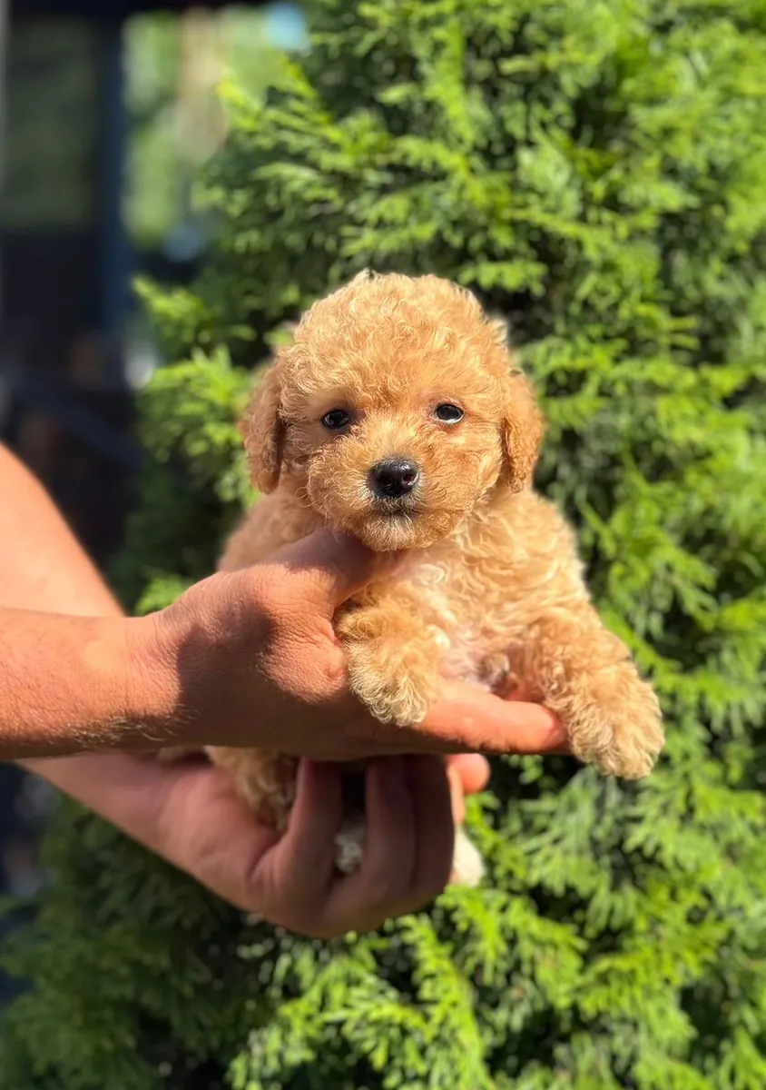 CHIOTS MALTIPOO À LA ROUGE CAFÉ