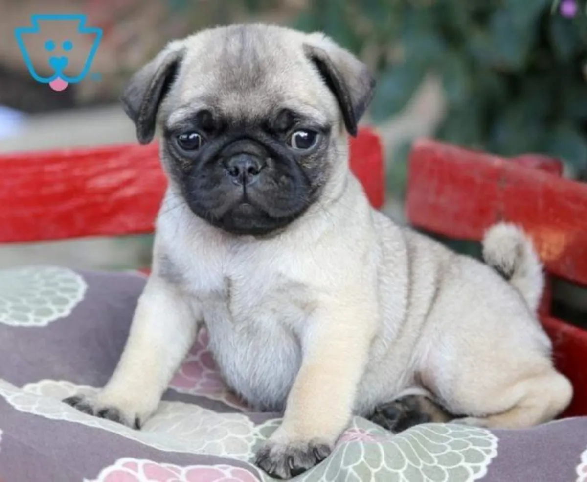 PUG PUPPIES HOME BRED