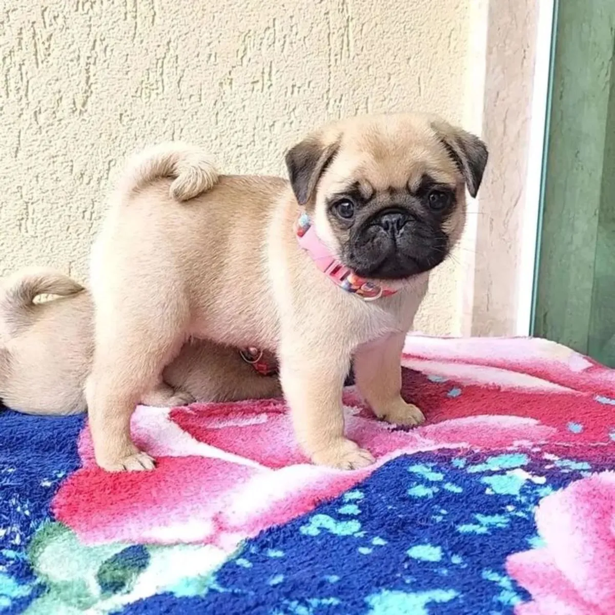 PUG PUPPIES HOME BRED