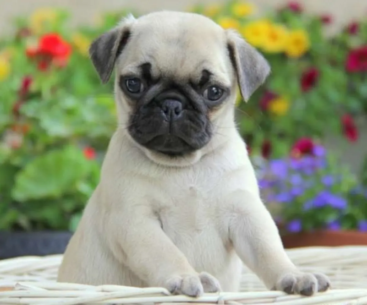 PUG PUPPIES HOME BRED