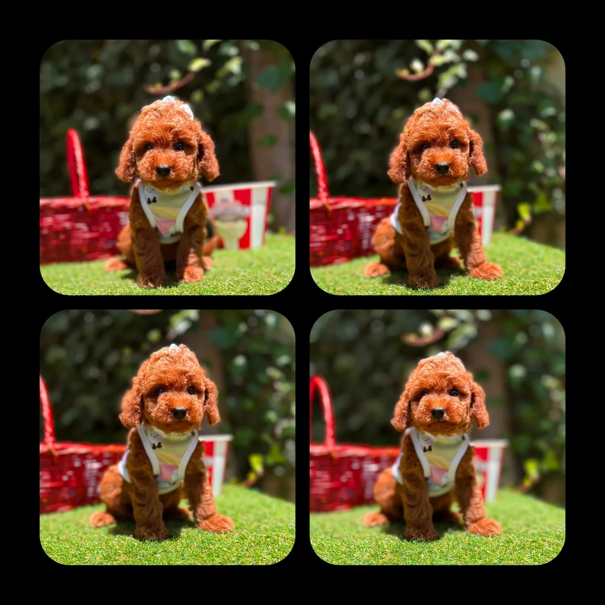 KIPKIRMIZI RED TOY POODLE 