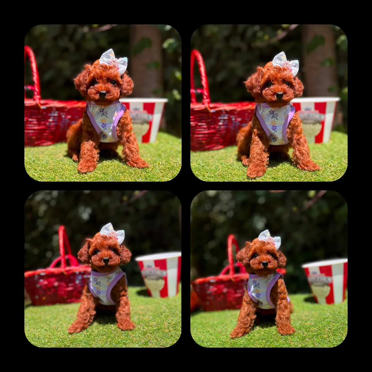 KIPKIRMIZI RED TOY POODLE 