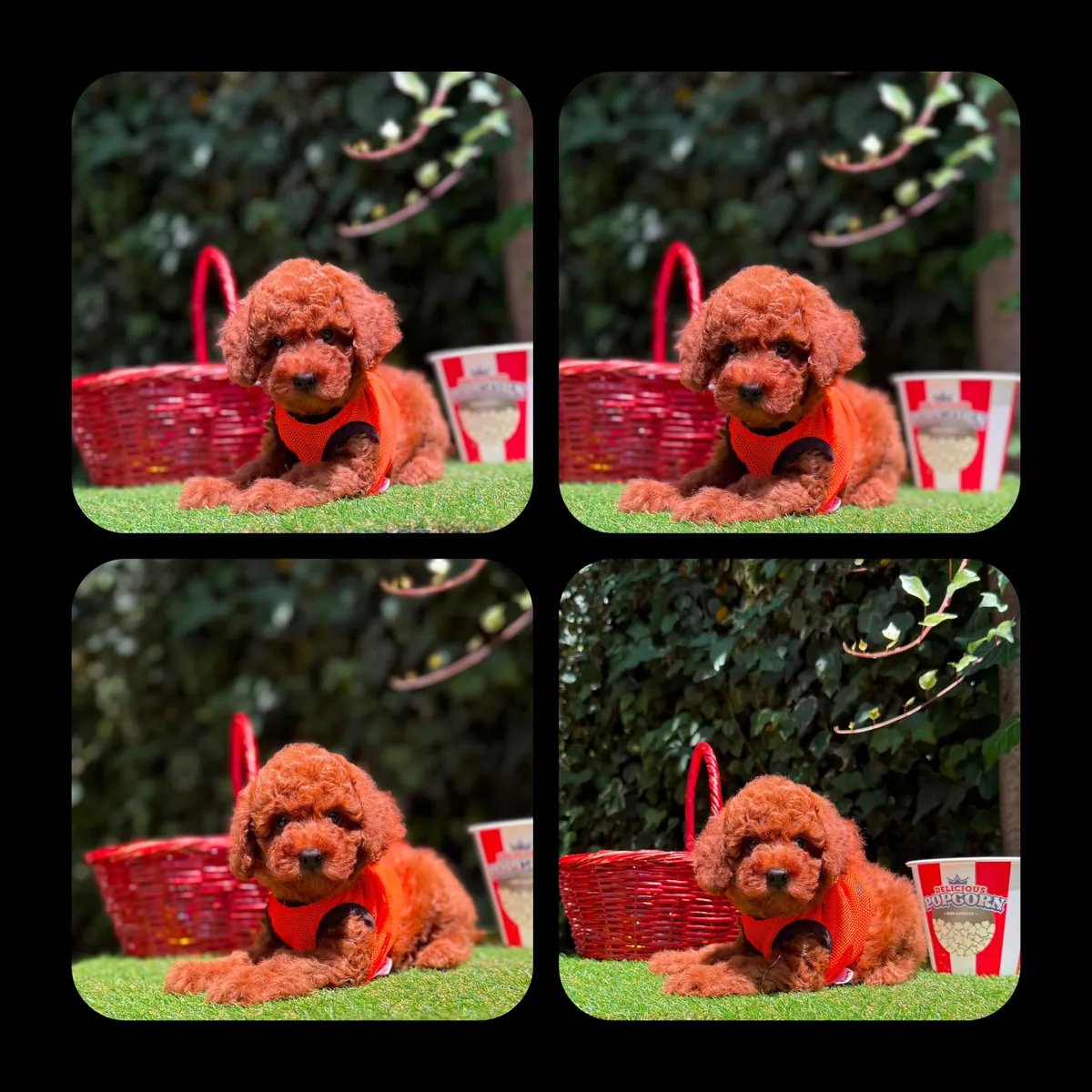 KIPKIRMIZI RED TOY POODLE 