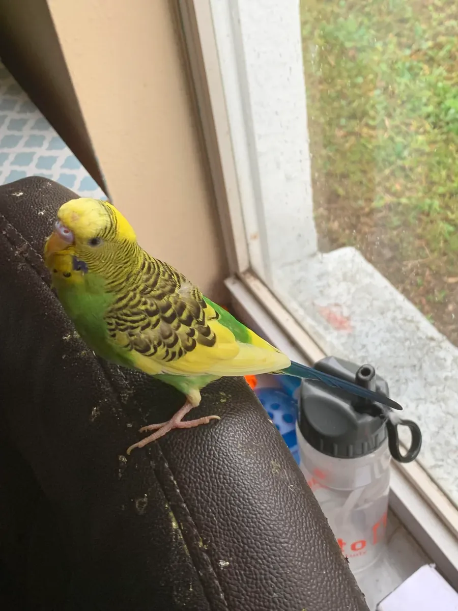 Domestic budgie accustomed to living in an apartment