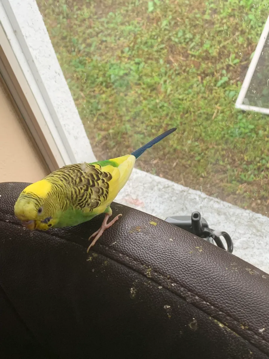 Domestic budgie accustomed to living in an apartment