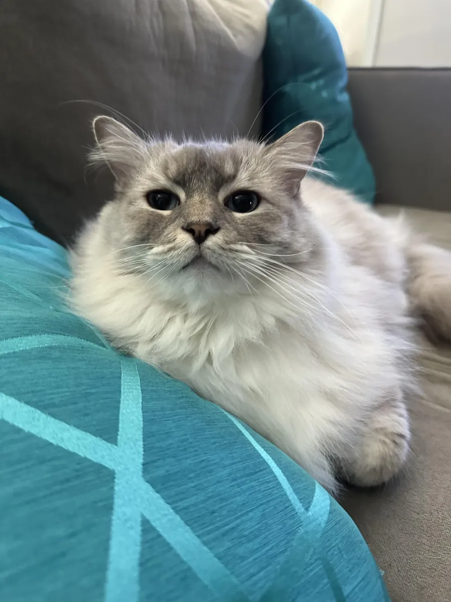 Gato ragdoll muy tranquilo criado en casa