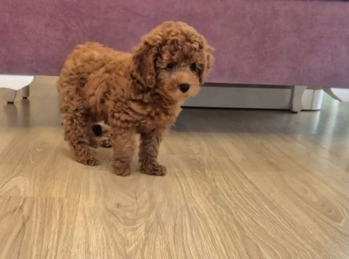 Cachorro poodle toy marrón criado con cuidados