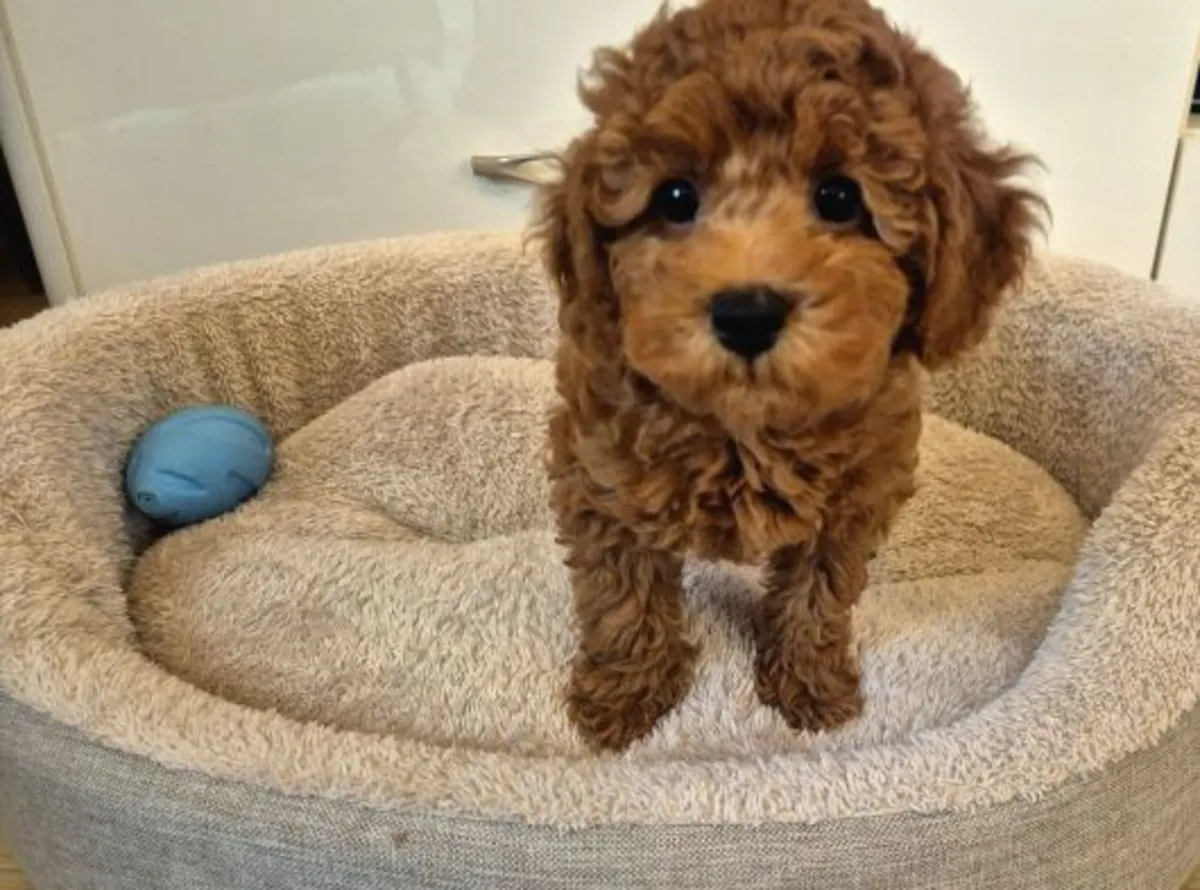 Cachorro poodle toy marrón criado con cuidados