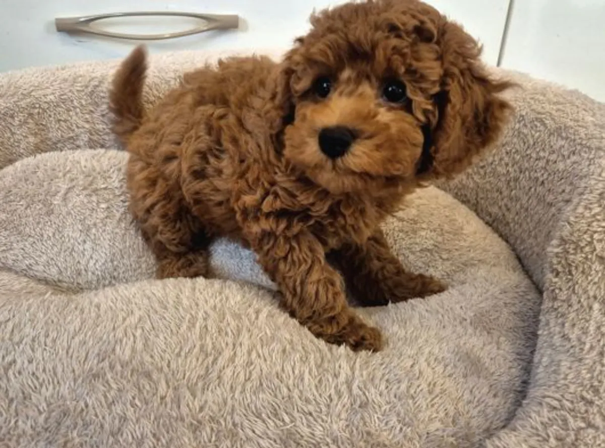 Cachorro poodle toy marrón criado con cuidados