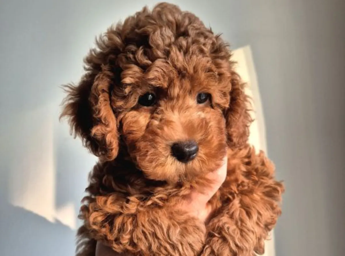 Cachorro poodle toy marrón criado con cuidados