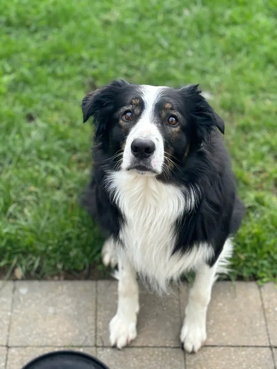 Border collie activo acostumbrado a convivir con personas