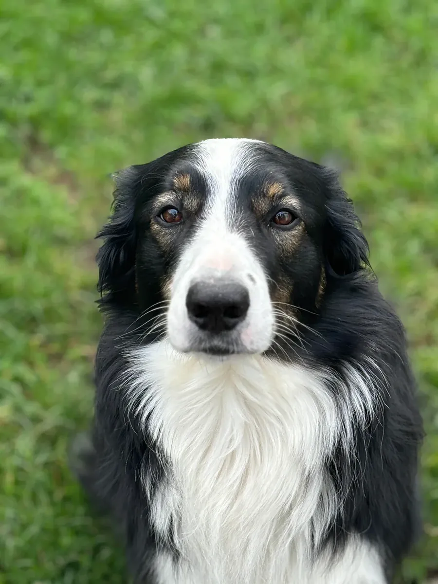 Border collie activo acostumbrado a convivir con personas