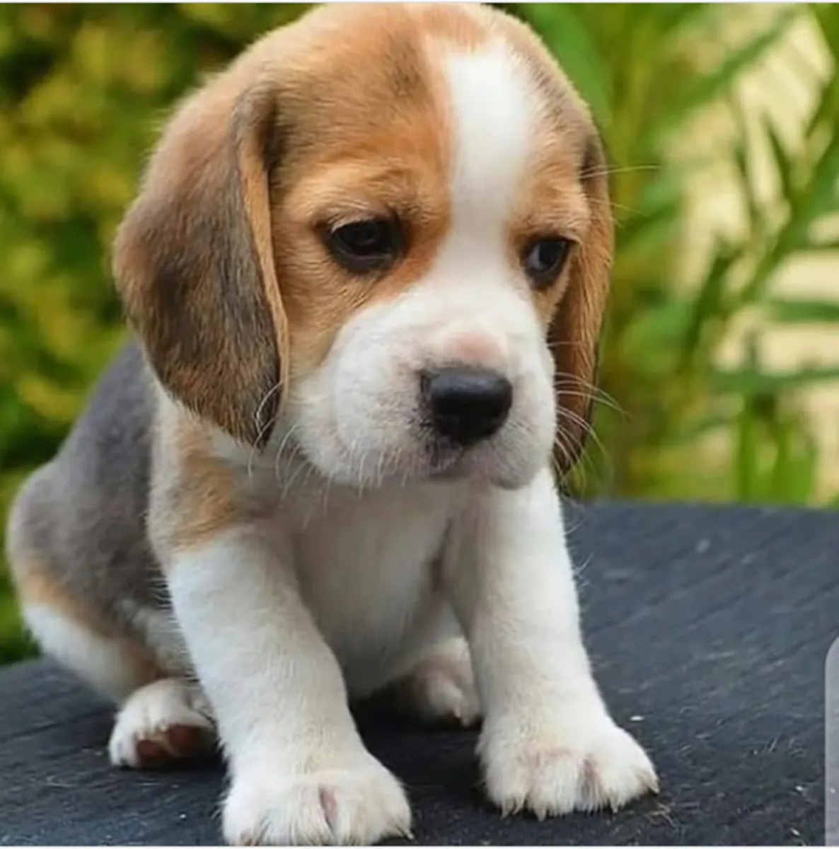 赠送比格犬幼犬 0