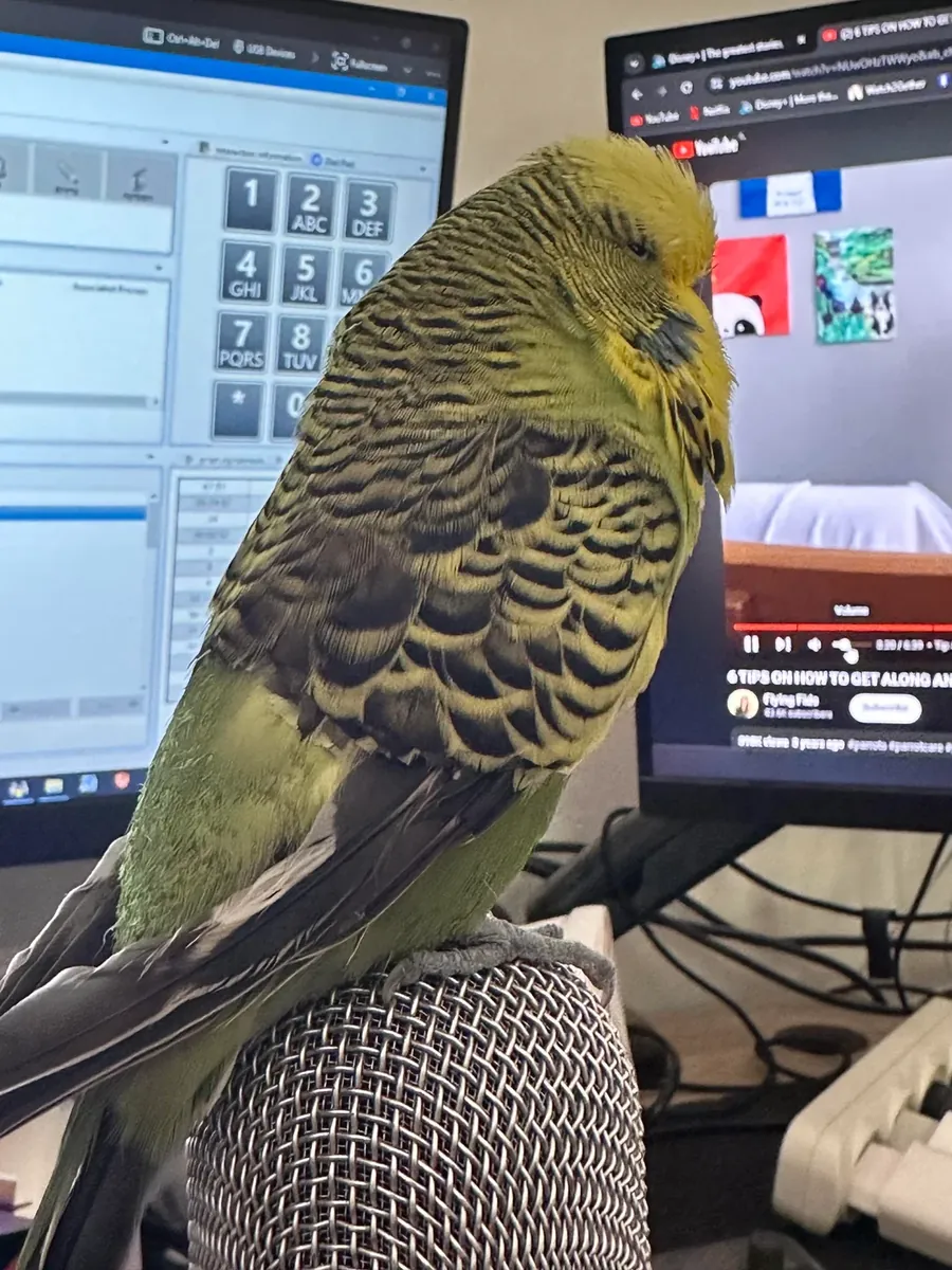 A domestic budgie accustomed to people