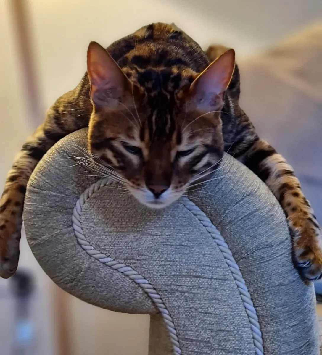 Активная бенгальская кошка для жизни в квартире