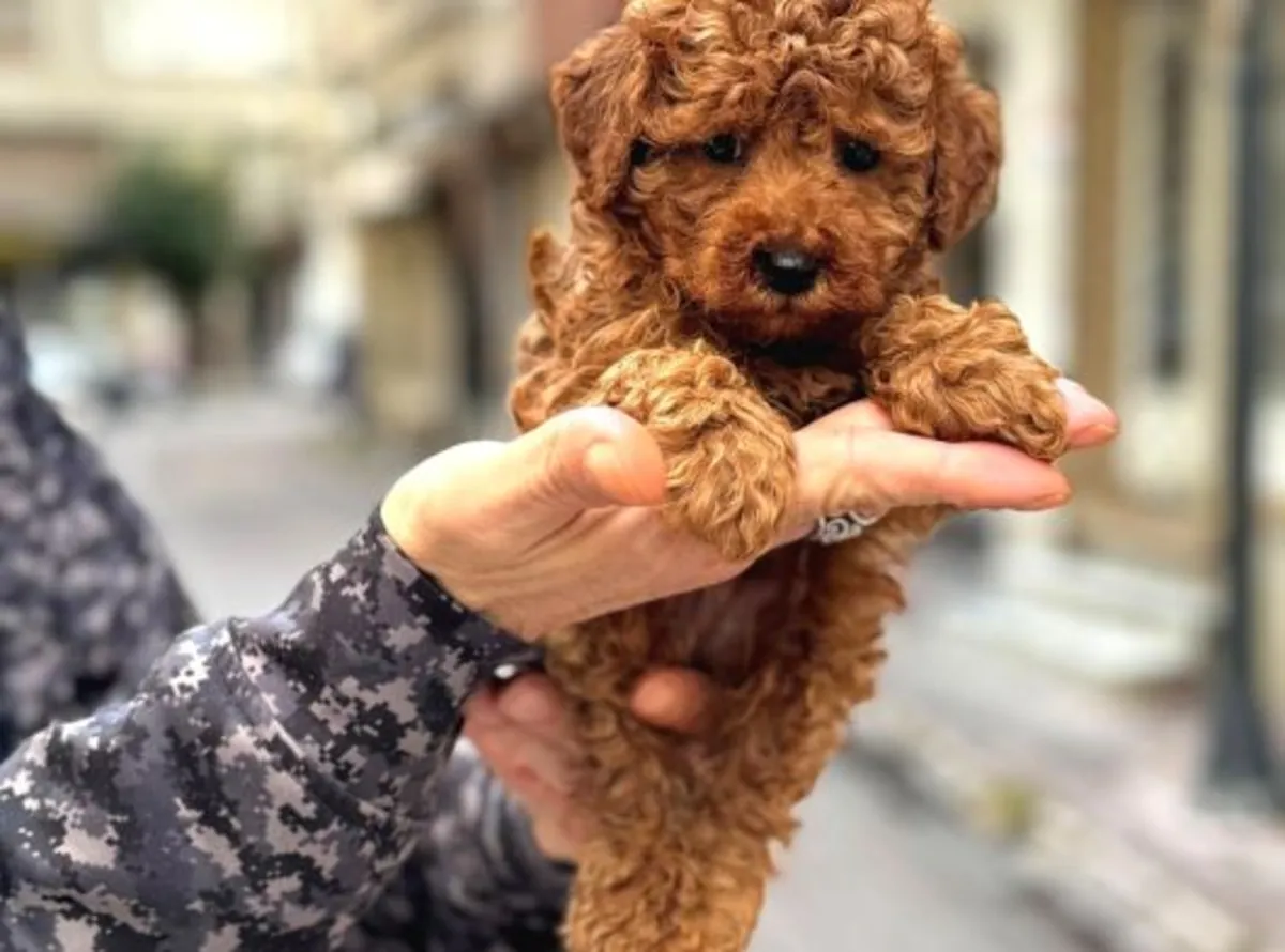 Коричневый той пудель выросший рядом с людьми