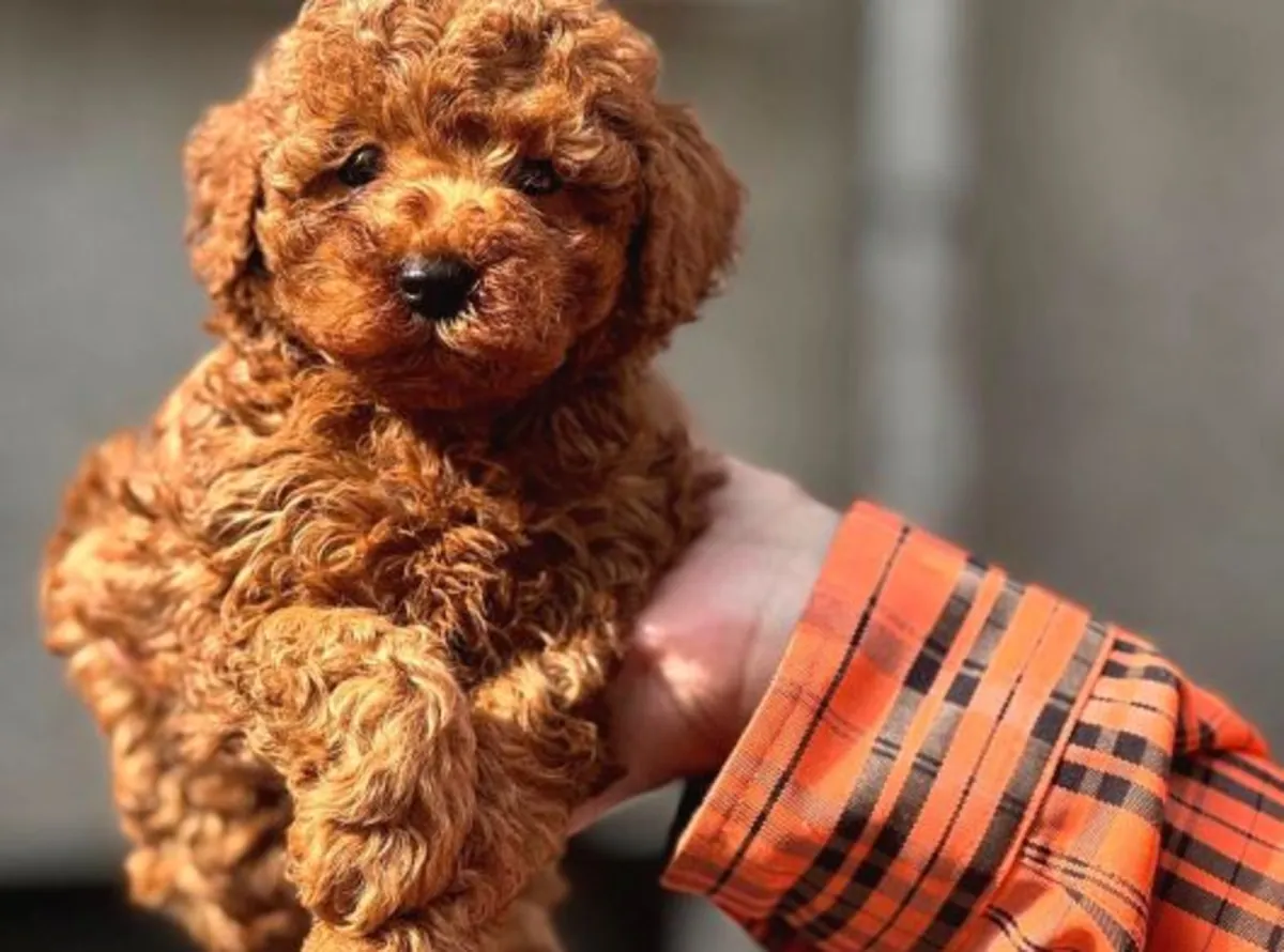 Коричневый той пудель выросший рядом с людьми