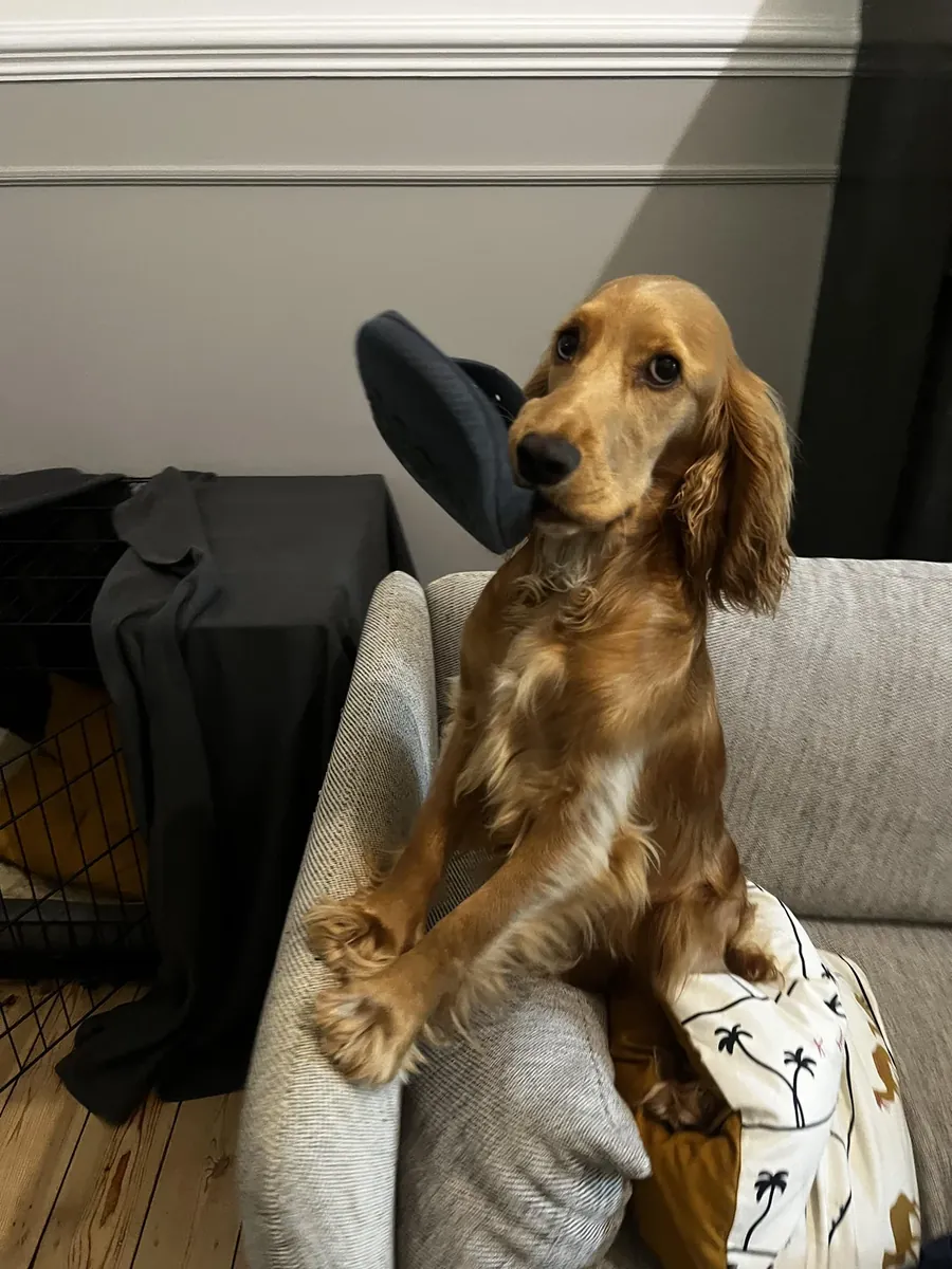 Добрый кокер спаниель привыкший к семейной жизни