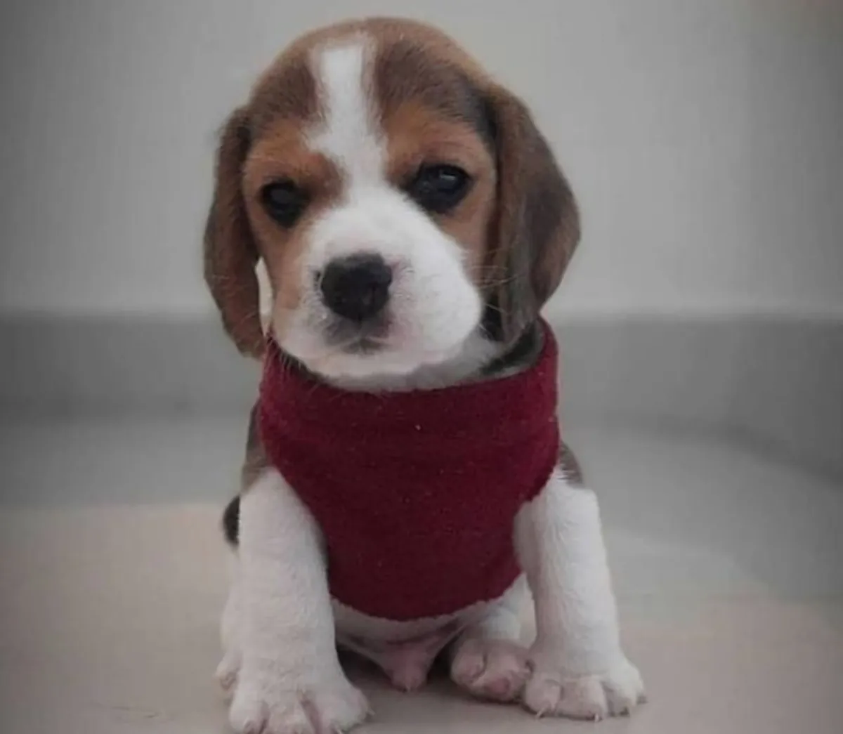 赠送比格犬幼犬